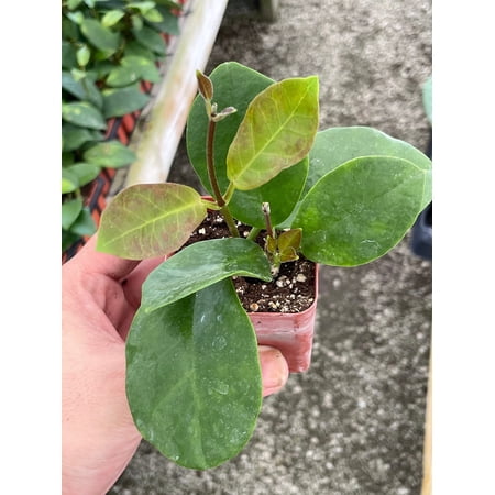 Hoya Australis, Samoan waxplant waxvine waxflower Wax Plant, Very Rare Limited Supply Exotic Live Succulent