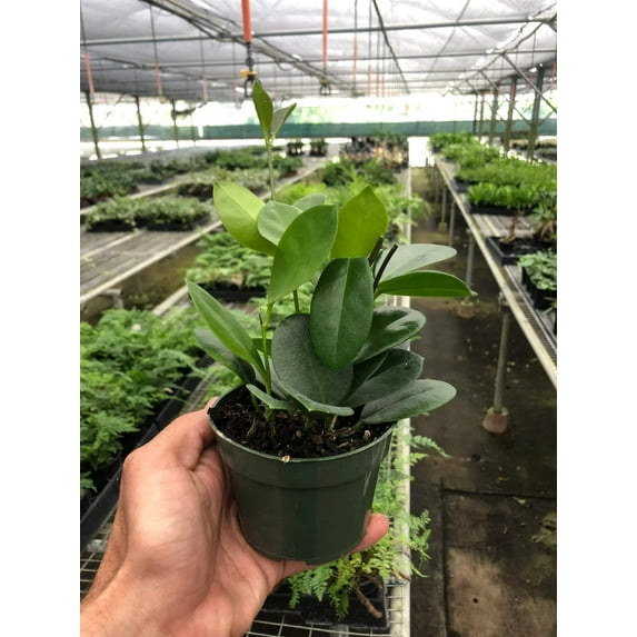Hoya 'Australis' | Live Plant for Indoor & Outdoor