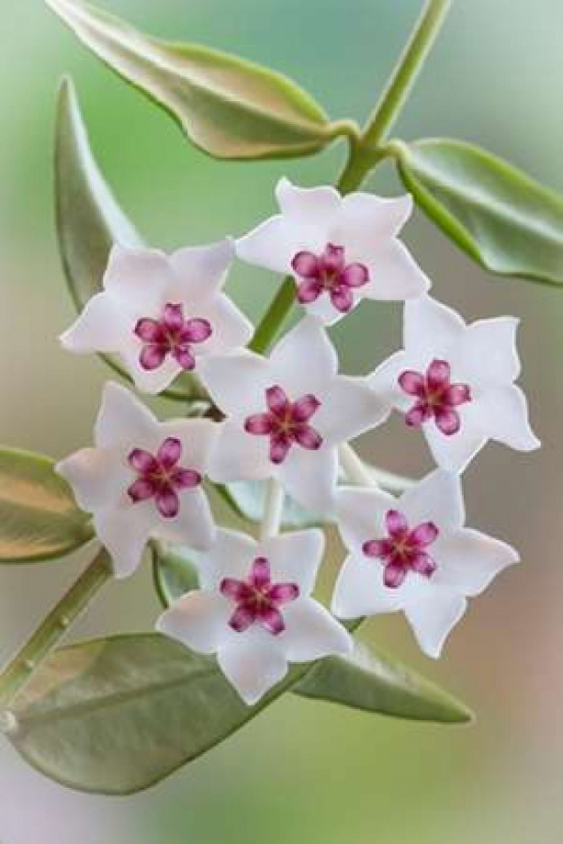 Hoya Bella Blooms I Canvas Art - Kathy Mahan (12 x 18)