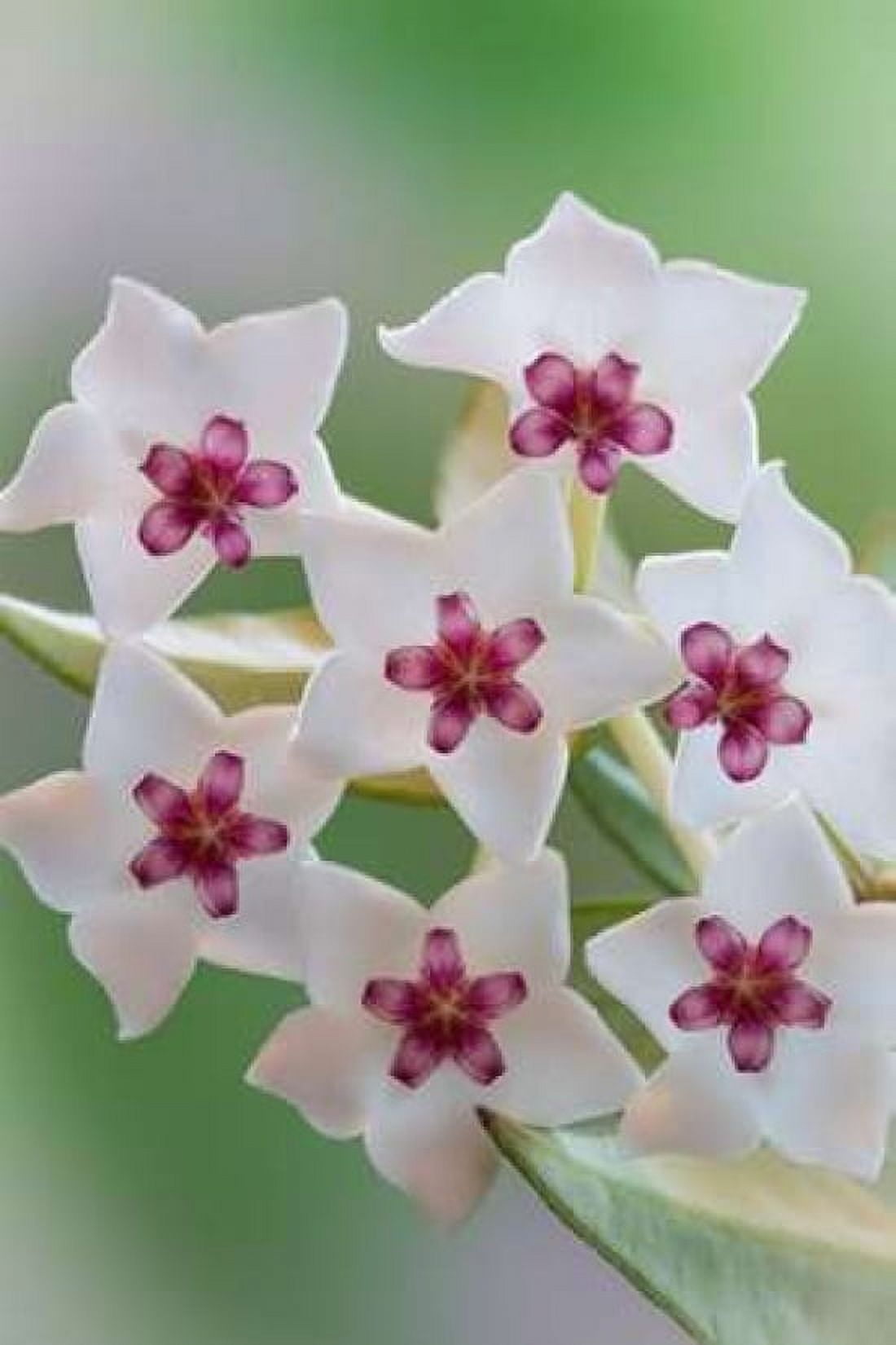 Hoya Bella Blooms II Canvas Art - Kathy Mahan (12 x 18)