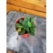Hoya Bilobata, 2 Plant, The Plant Farm