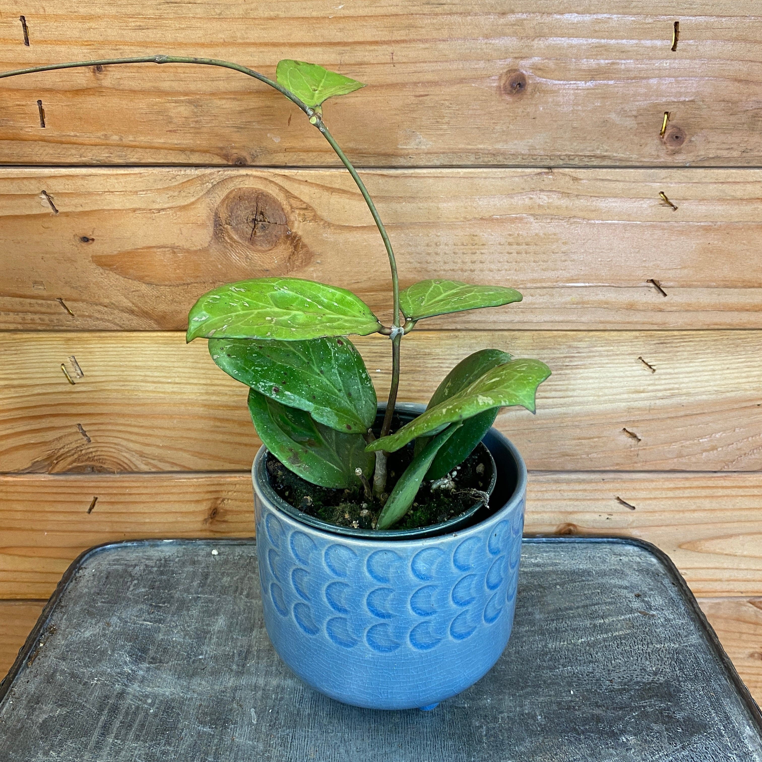 The Plant Farm Hoya CV Michele - Thumbnail 2