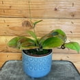 thumbnail image 1 of Hoya CV Viola, 4" Plant, The Plant Farm, 1 of 3
