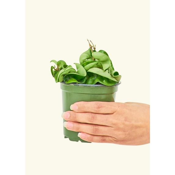 Hoya Carnosa Compacta Live Green Plant in 4" Pot