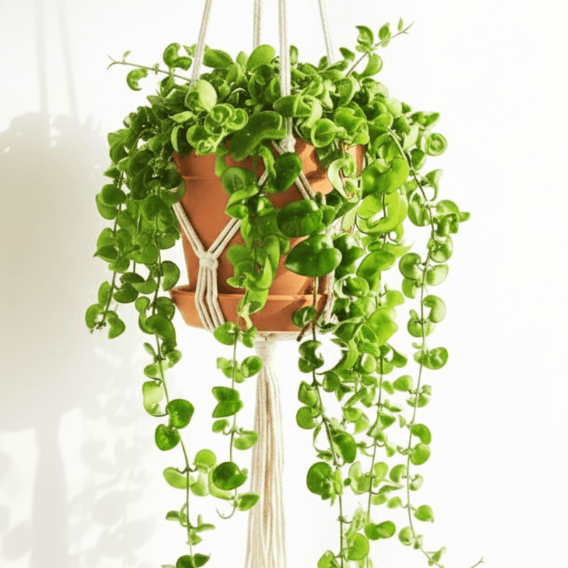 Hoya Carnosa Live Plant in 3 Inches Pot, Hoya Hindurope Compacta Green for Indoor Houseplant, 3 to 5 Inches Tall
