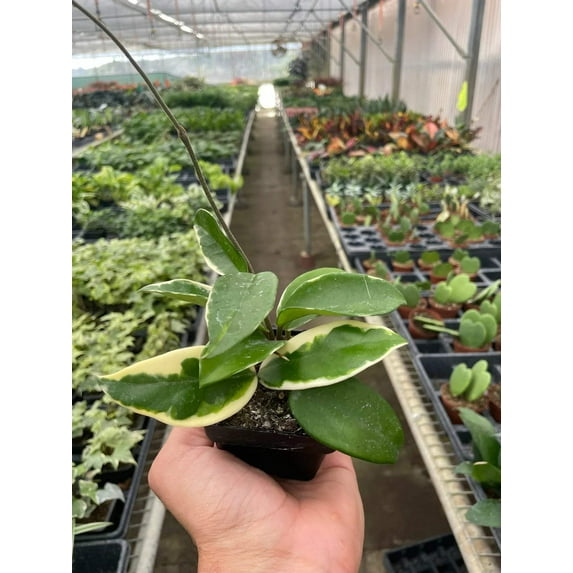 Hoya Carnosa 'Tricolor', 3" Pot, Indoor Houseplant, Easy Care, Live Plant for Indoor & Outdoor