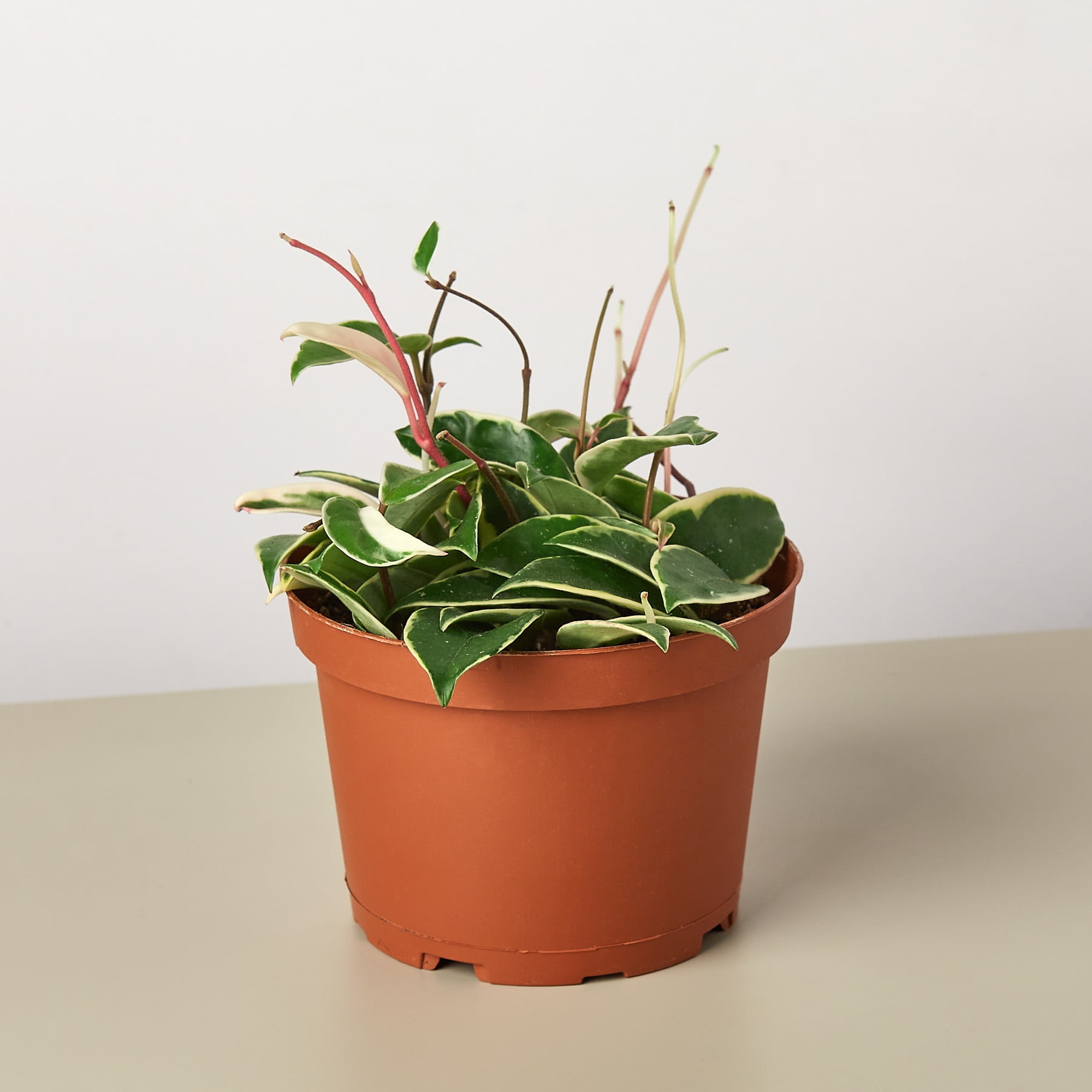 Hoya Carnosa Tricolor 6" Pot Indoor/Outdoor Plant