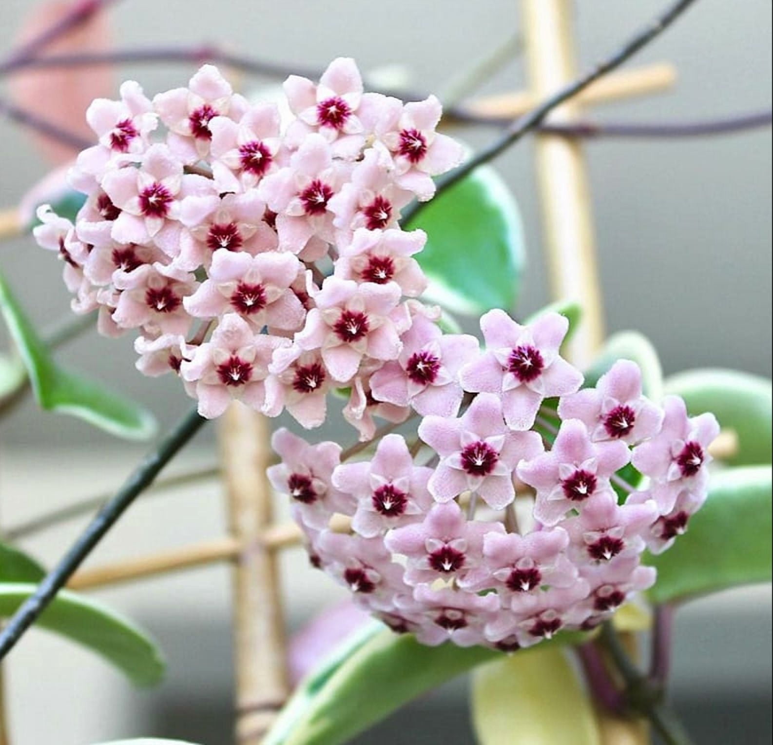 Hoya Carnosa Tricolor Plant Live for Planting, Tricolor Hoya Carnosa Plant in 4 Inch Pot for Indoor Outdoor