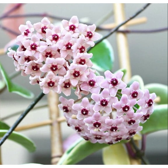 Hoya Carnosa Tricolor Plant Live for Planting, Tricolor Hoya Carnosa Plant in 4 Inch Pot for Indoor Outdoor
