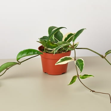 House Plant Shop Hoya Carnosa 4" Tricolor Live Plants in 4" Pots, Fast Shipping