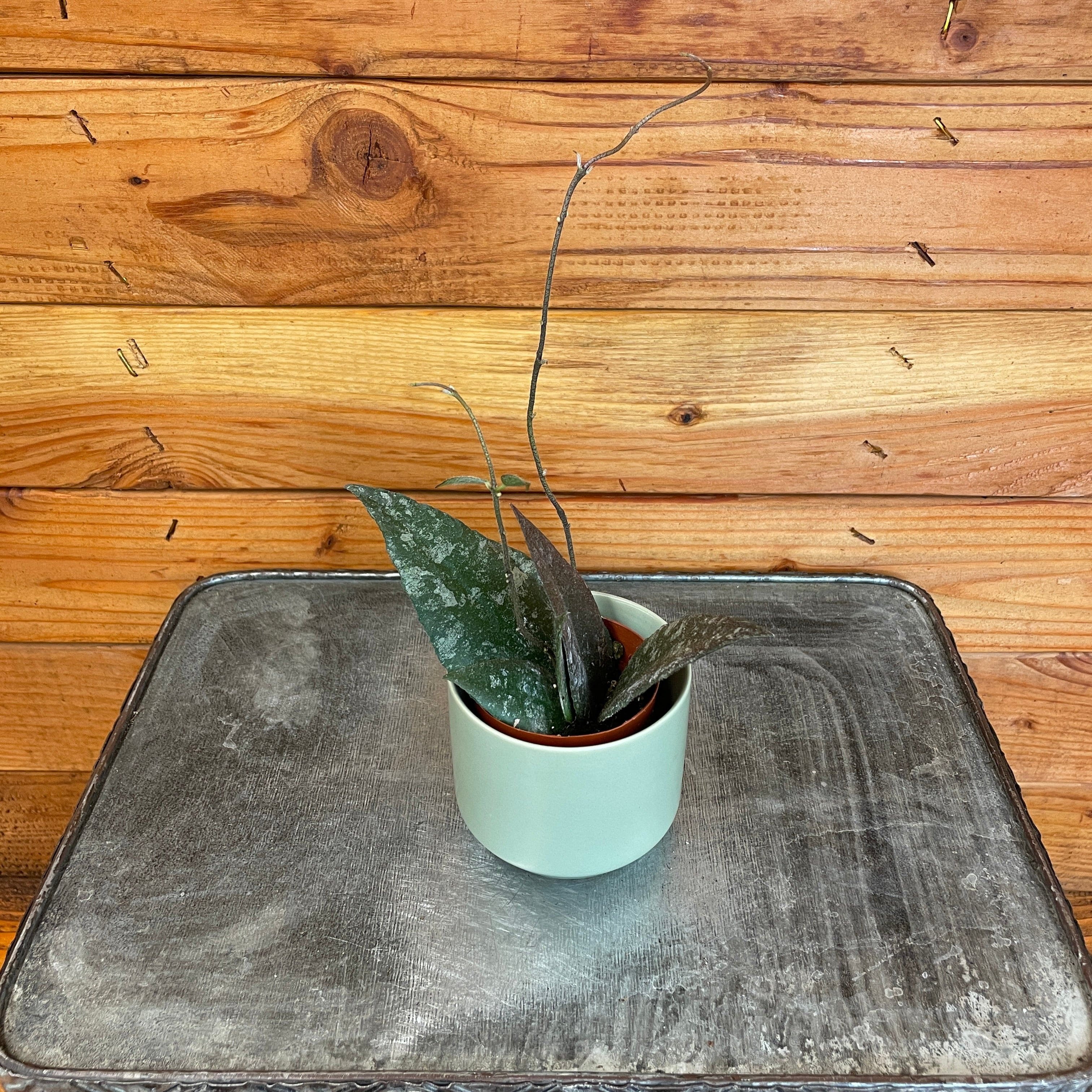 Hoya Caudata Sumatra, 2" Plant, The Plant Farm