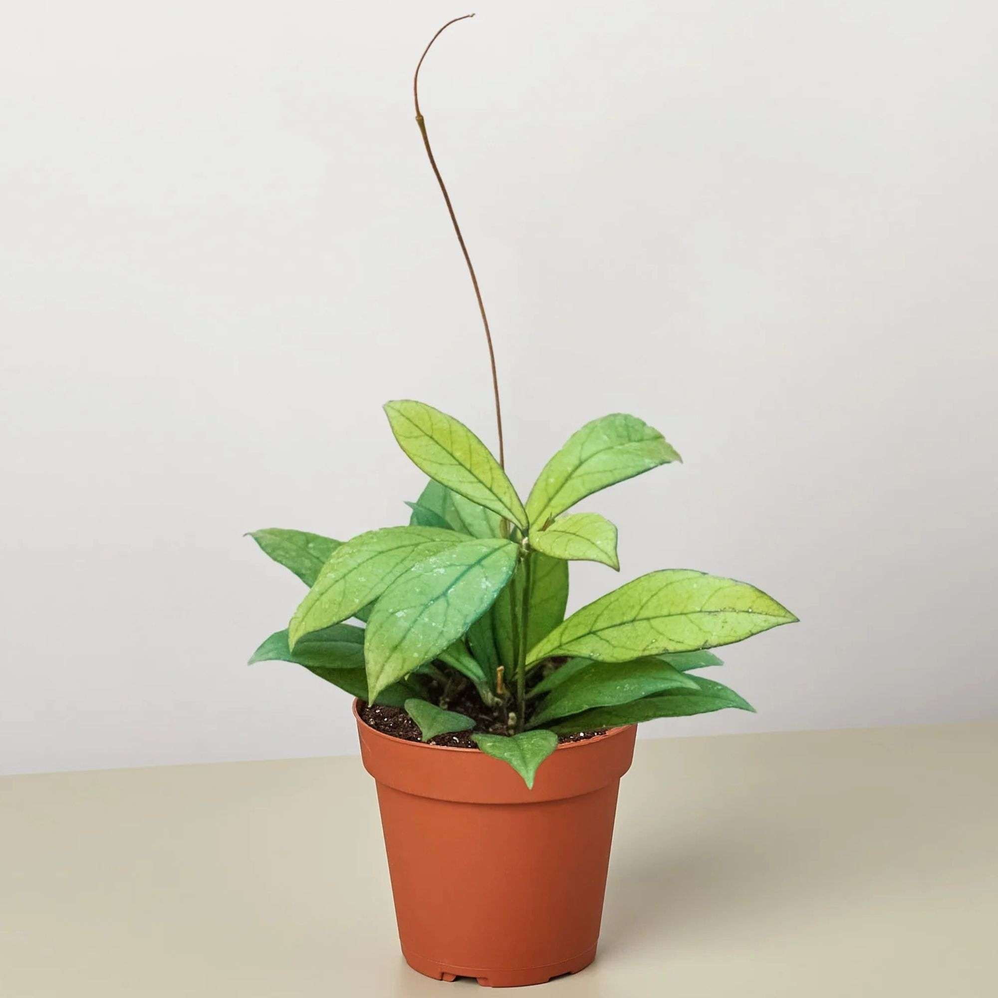 Hoya Crassipetiolata Live Plant for Indoor | Different Houseplants in 4'' & 6'' Pot | Real House Plant for Living Room, Office, Desk & Bathroom | Hoya crassipetiolata