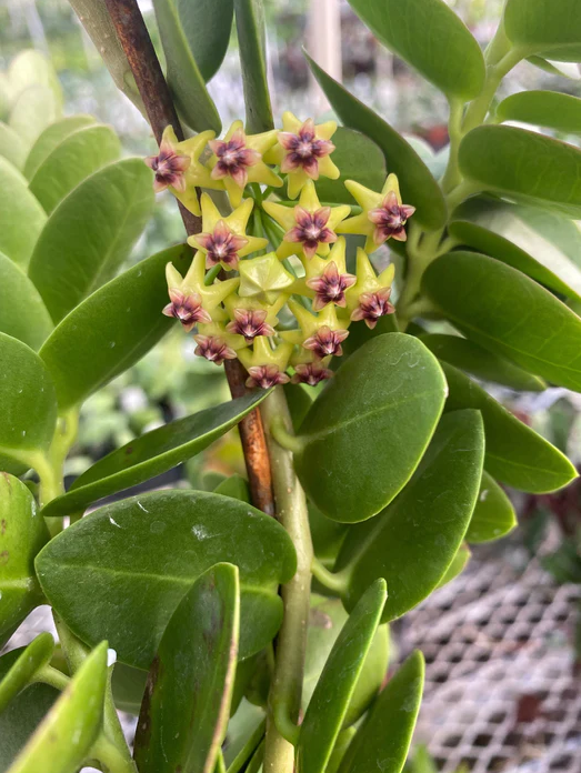 Hoya Cunninghamia Rooted Cuttings Plant Live Indoor Outdoor, Fully Rooted Live Plant