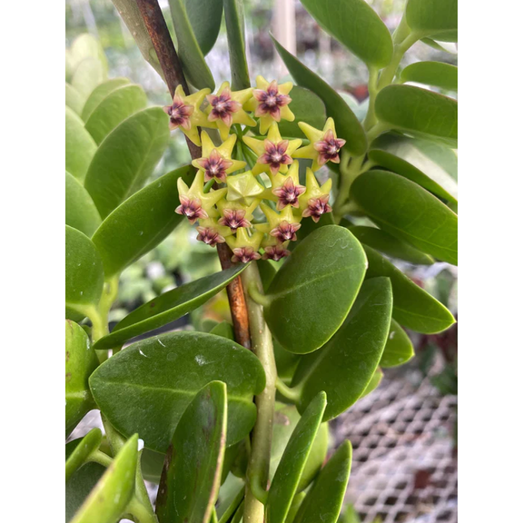 Hoya Cunninghamia Rooted Cuttings Plant Live Indoor Outdoor, Fully Rooted Live Plant