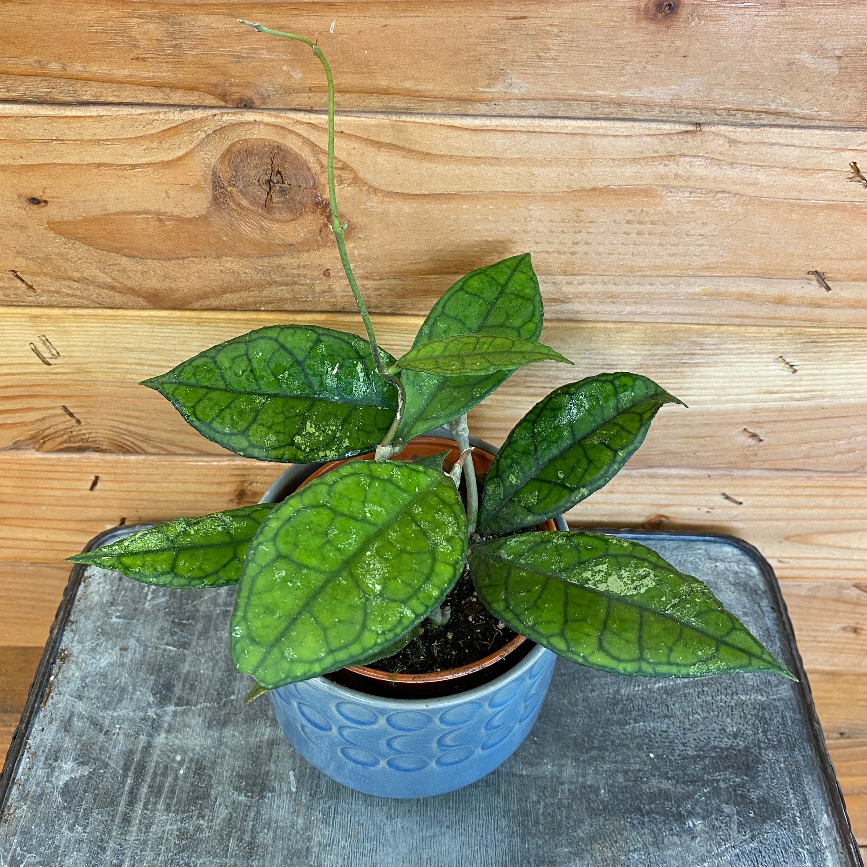 Hoya Finlaysonii, 4" Plant, The Plant Farm