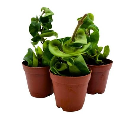 Hoya Green Hindu Rope 2 inch Set of 3 Crinkle Wax Plant Porcelain Flower Tiny Mini Pixie Plants
