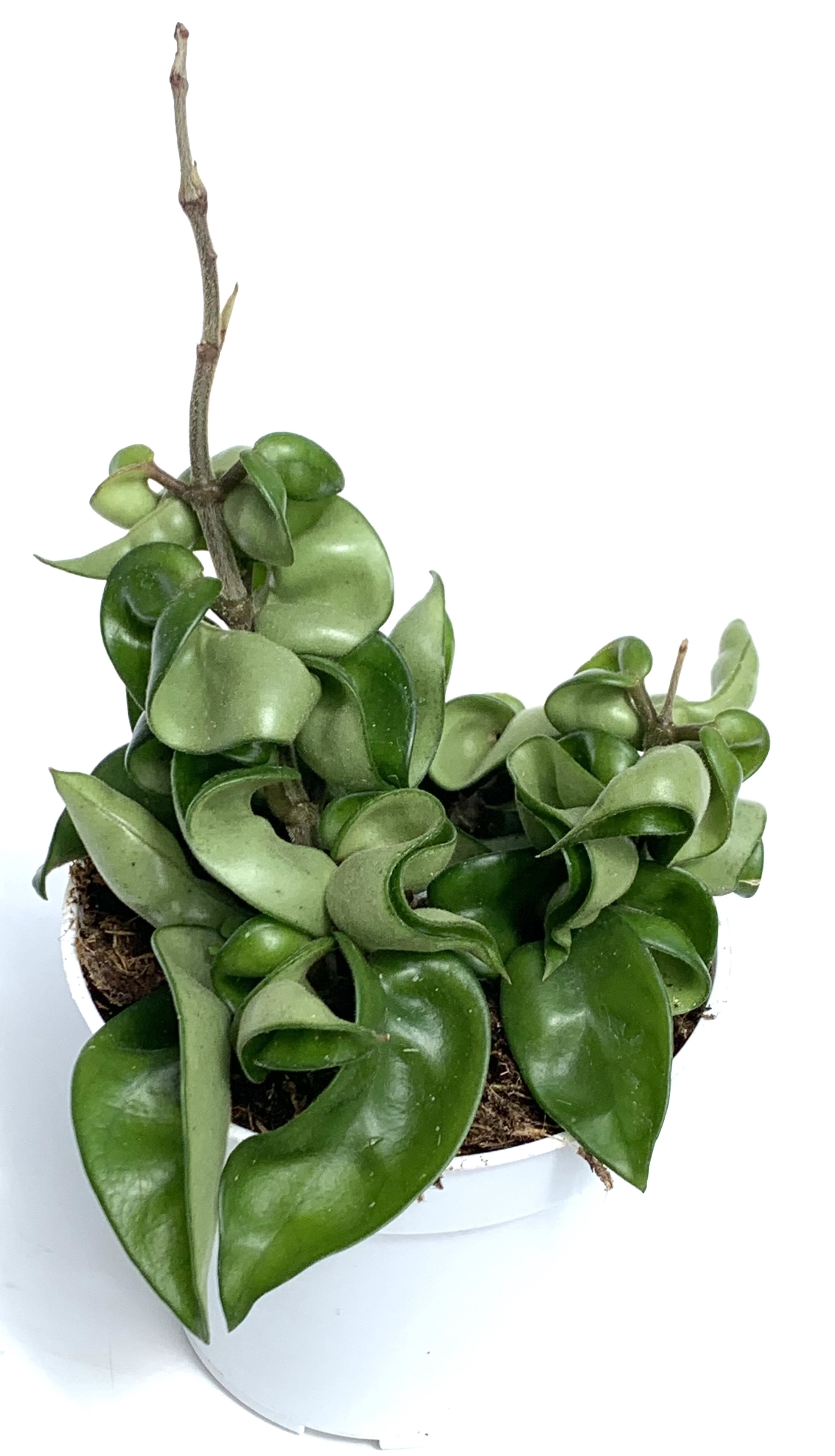 Hoya Hindu Rope House Plant Live Potted