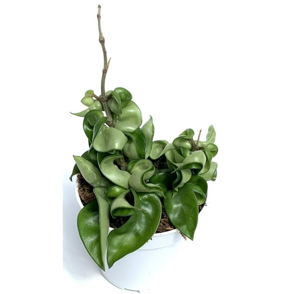 Hoya Hindu Rope House Plant Live Potted