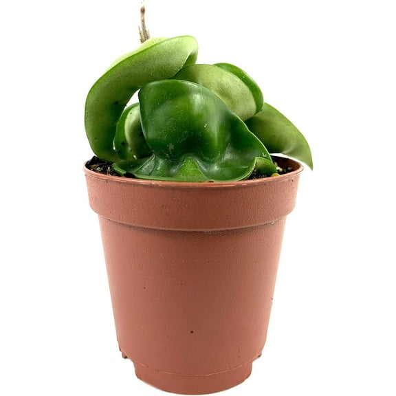 Hoya Hindu Rope Plant - Live Plant in a 2 Inch Pot - Hoya Carnosa 'Compacta - Indoor Houseplants Straight from The Nursery