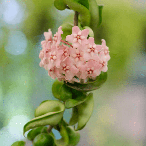 Hoya Hindu Rope Plant Live for Planting - Hoya Carnosa Compacta Green Plant - 4 Inch Pot