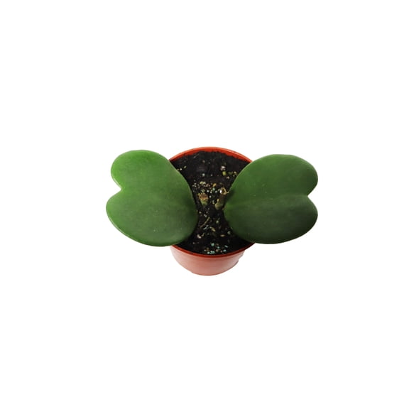Hoya Kerrii (Non-Variegated 2+ leaves) - 4" pot from California Tropicals