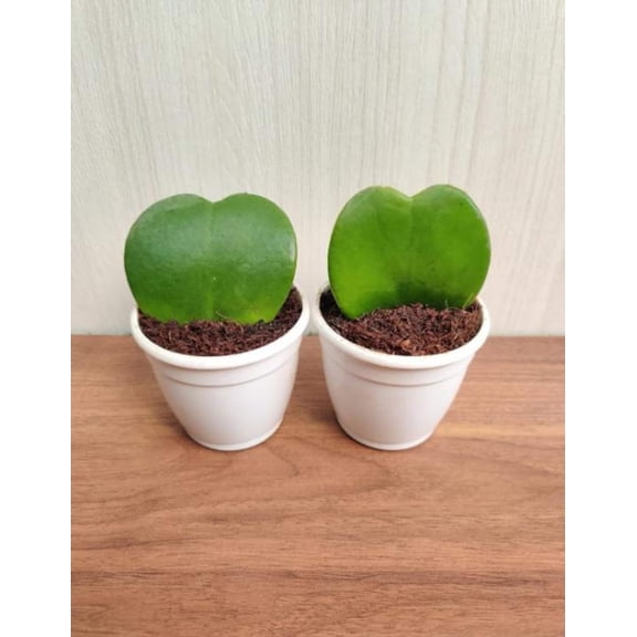 Hoya Kerrii Plant Sweetheart Lucky Heart Succulents Sweet Heart Houseplant Wax Flower Vine, 1 Leaf 4-6"Tall, No Pot