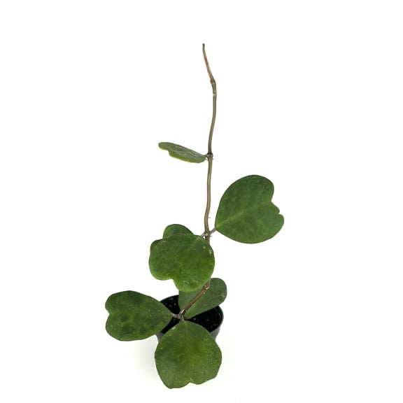 Hoya Kerrii Sweet Heart Live Plants 4" Plastic Pot, Heart Shaped Leaves, Climbing