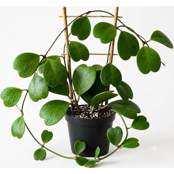 Hoya Kerrii Sweetheart Live Plant, Heart Shaped Leaves, USDA Zones 10-11, Bright Partial Shade, Starter Plant, Ships Bare Root, No Pot