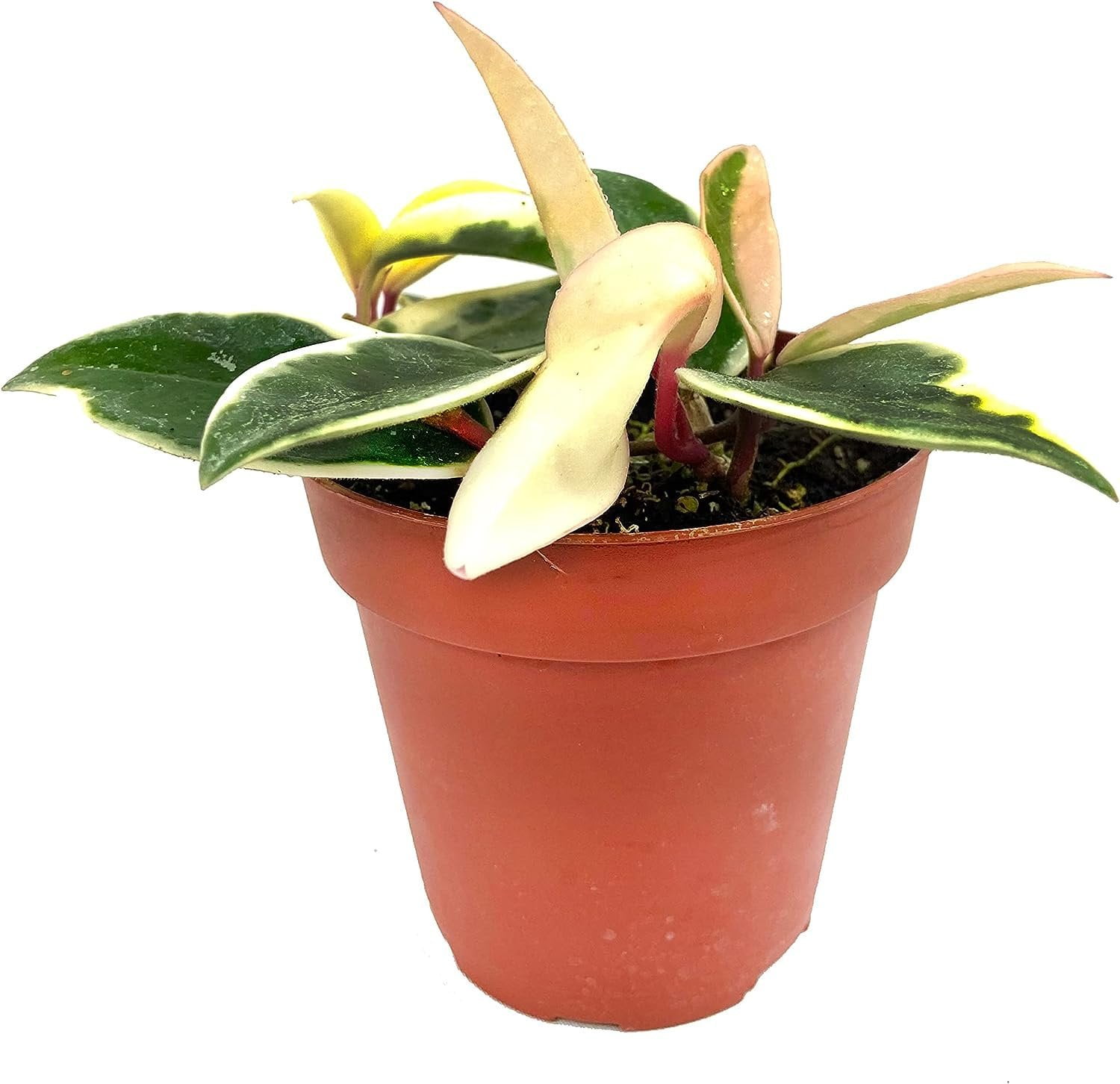 Hoya Krimson Queen - Live Plant in a 4 Inch Pot - Hoya Carnosa 'Krimson Queen' - Indoor Houseplants Straight from The Nursery
