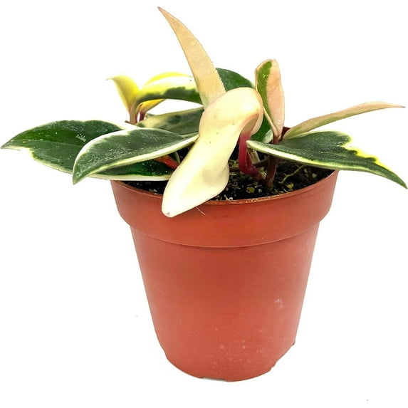 Hoya Krimson Queen - Live Plant in a 4 Inch Pot - Hoya Carnosa 'Krimson Queen' - Indoor Houseplants Straight from The Nursery