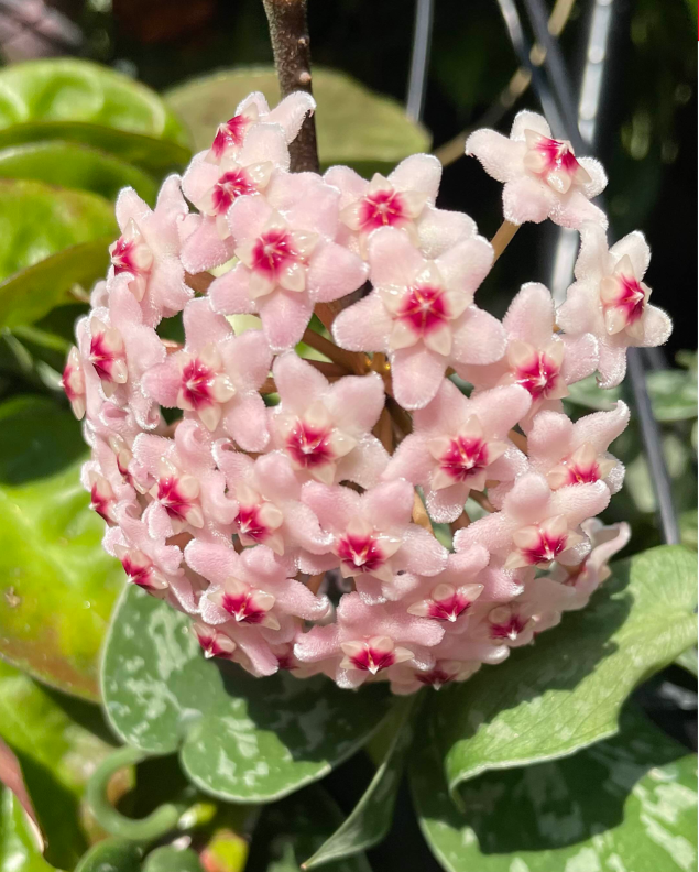 Hoya Krinkle Carnosa Plant Live, Hoya Plant Live Indoor Outdoor, Hoya Plant 4 Inc Pot Bareroot for Planting