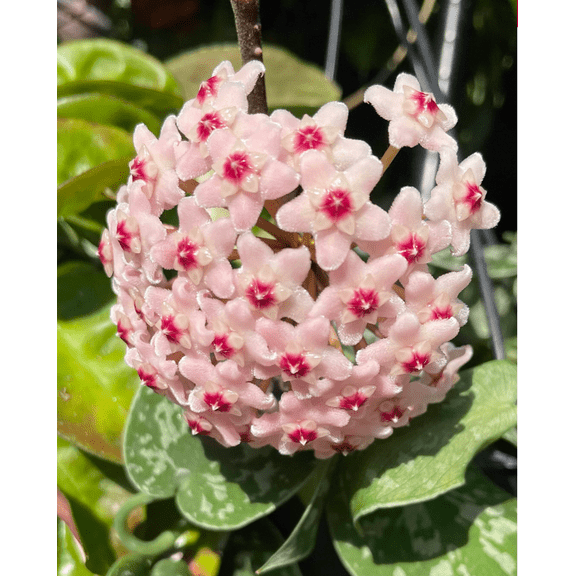 Hoya Krinkle Carnosa Plant Live, Hoya Plant Live Indoor Outdoor, Hoya Plant 4 Inc Pot Bareroot for Planting