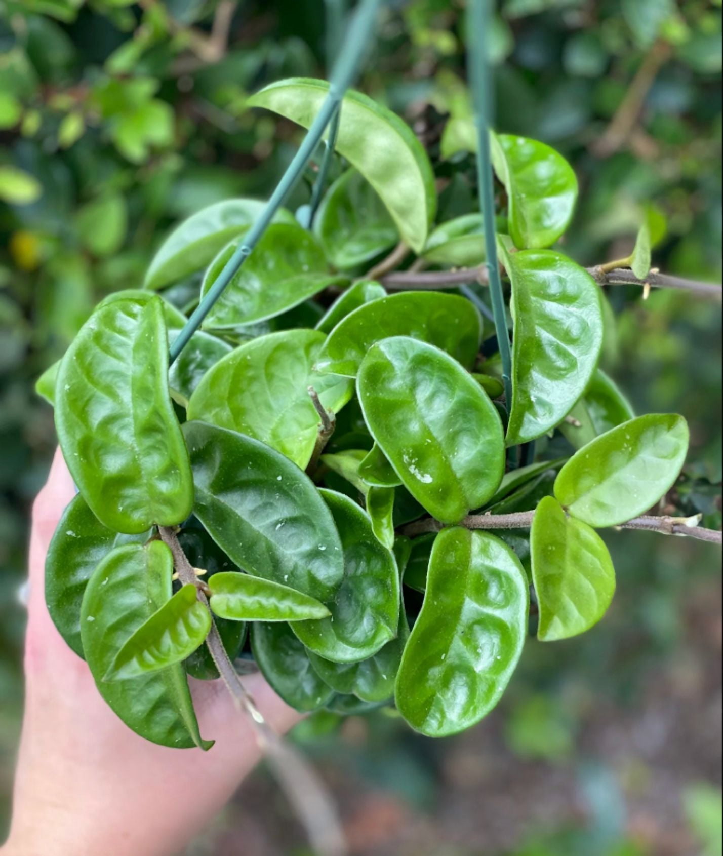 Hoya Krinkle Carnosa Plant Live, Hoya Plant Live Indoor Outdoor, Hoya Plant in 2 Inch Pot Bareroot for Planting