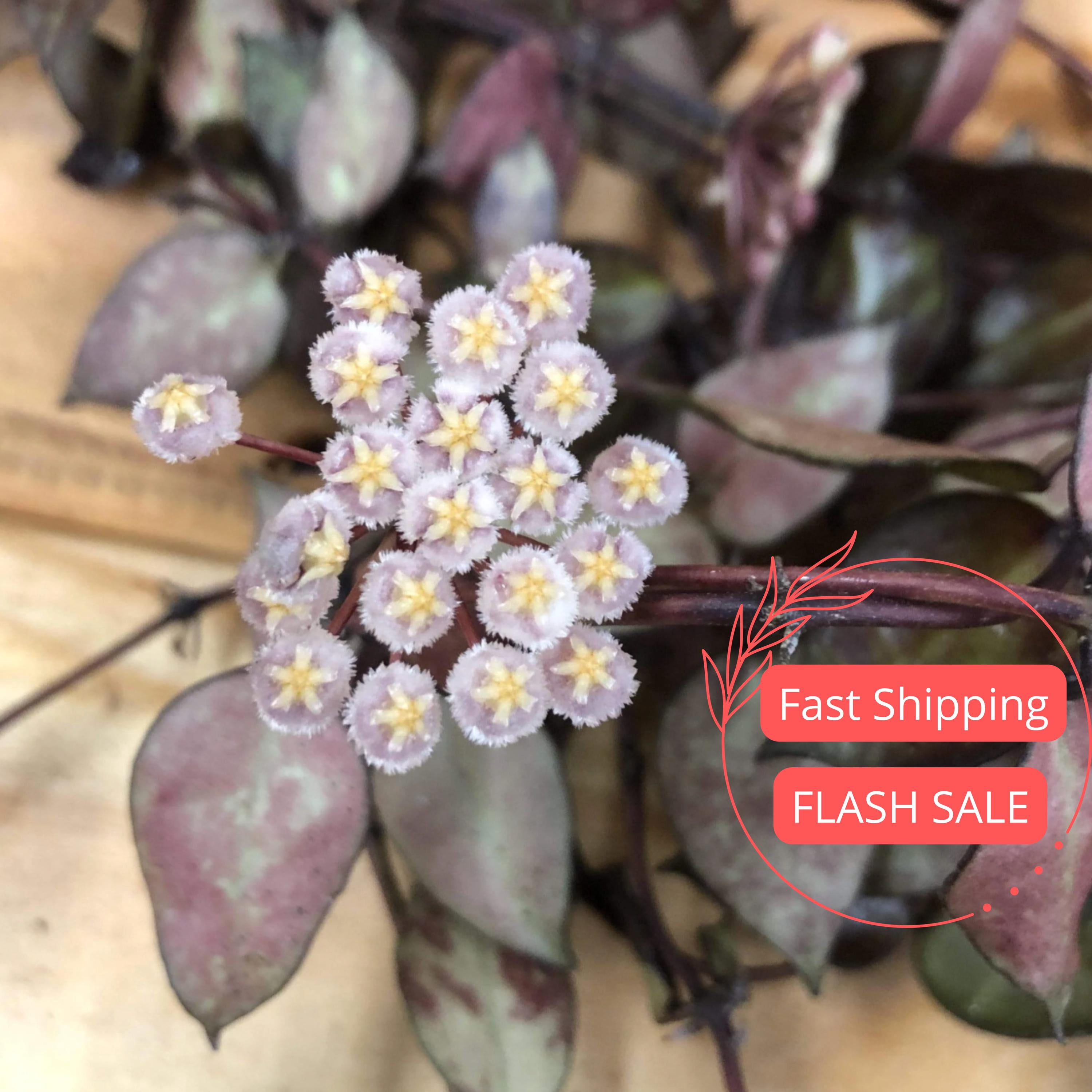 Hoya Krohniana Plant