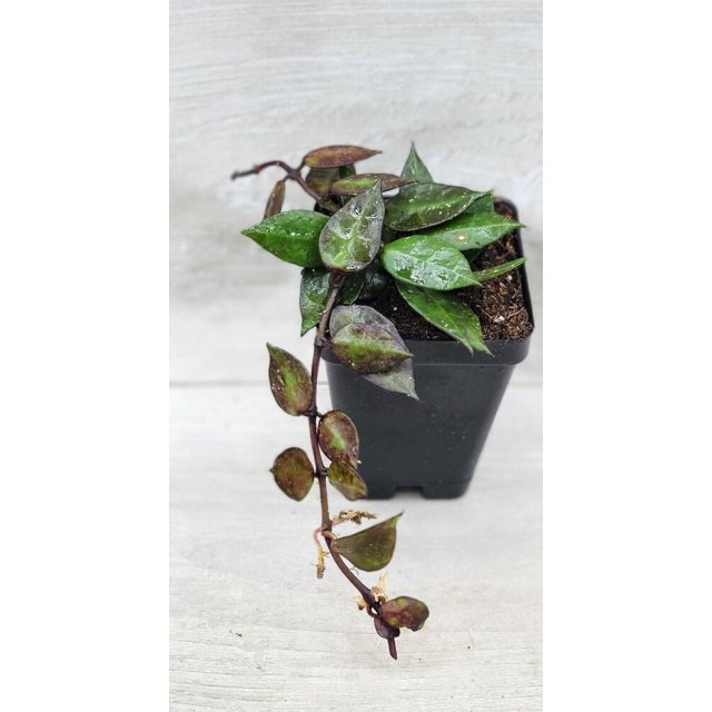 Hoya Krohniana Eskimo BLACK live rare house plants in 4 inch nursery