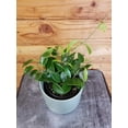 thumbnail image 1 of Hoya Limoniaca, 4" Plant, The Plant Farm, 1 of 3