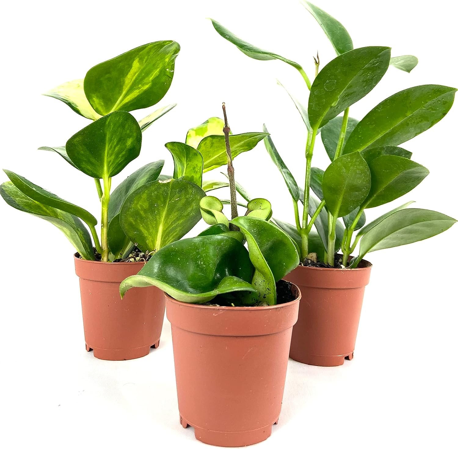 Hoya Multipack 3 Live Plants in 2 Inch Pots Indoor Houseplants