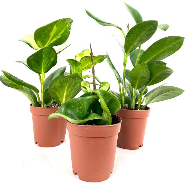 Hoya Multipack 3 Live Plants in 2 Inch Pots Indoor Houseplants