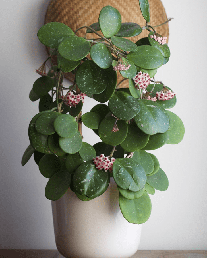 Hoya Obovata Live Rare Houseplants, Fully Rooted Plants Live Houseplants in 4 Inch Tall, Indoor Plants for Home Decor, Live Indoor Plants