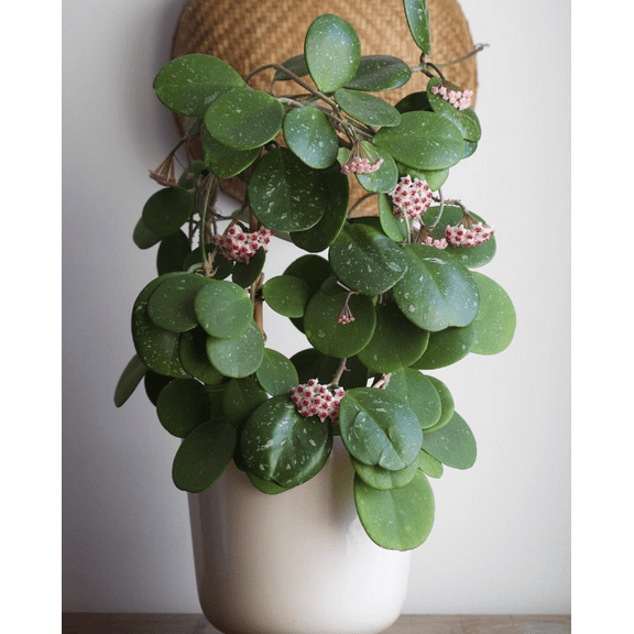 Hoya Obovata Live Rare Houseplants, Fully Rooted Plants Live Houseplants in 4 Inch Tall, Indoor Plants for Home Decor, Live Indoor Plants