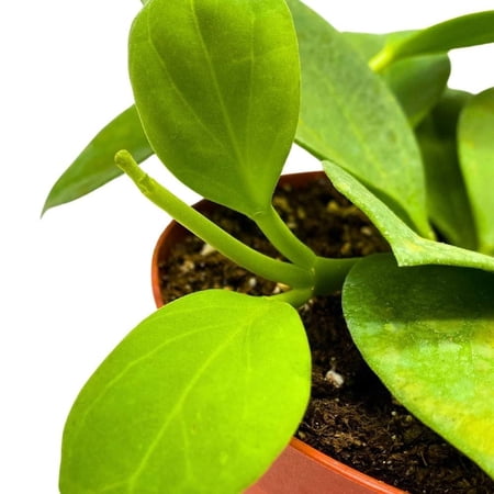 Hoya Pachyclada, 4 inch Rare Exotic Indoor House Wax Plant