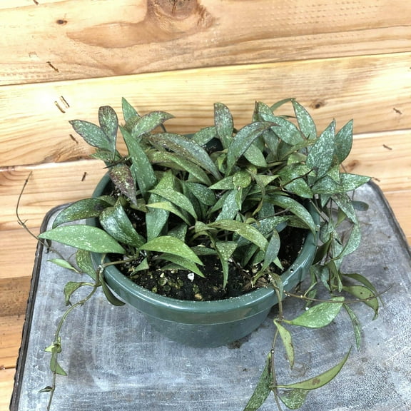 Hoya Parviflora Splash, 6" Plant, The Plant Farm