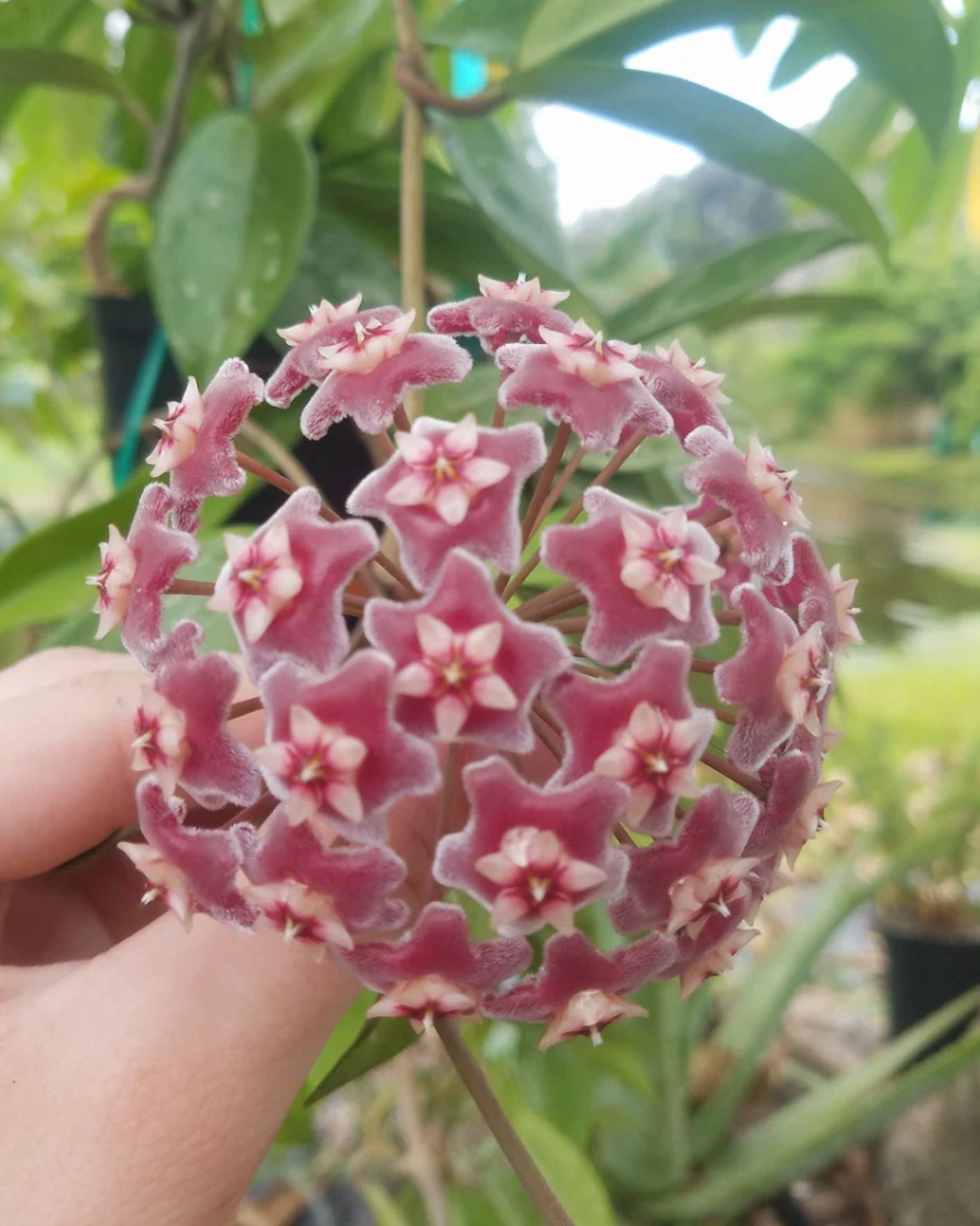 Hoya Plant Live Houseplants, Hoya Pink Flower Sliver Leaf Plant in 4 Inc Pot Bareroot for Planting Indoor Outdoor