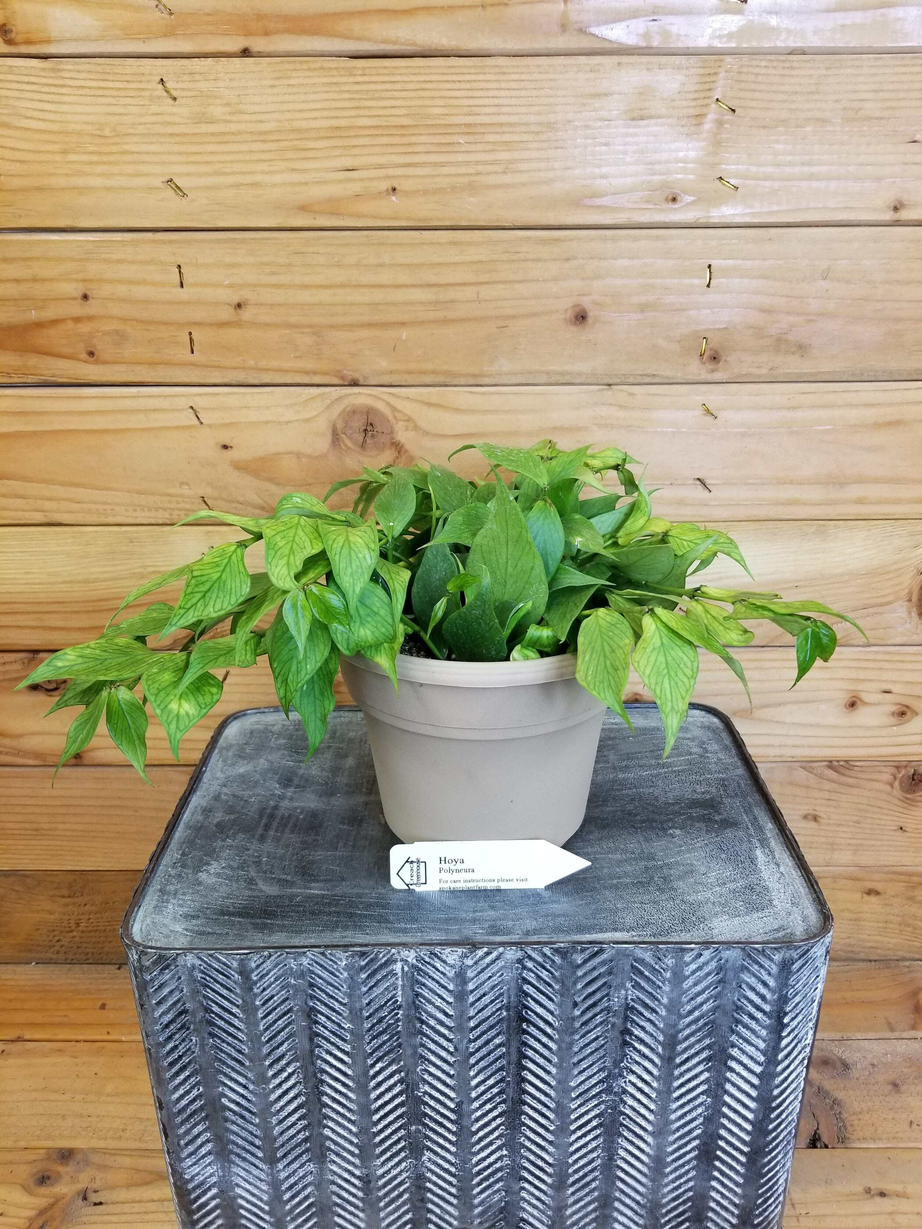 Hoya Polyneura, 6