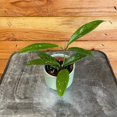 thumbnail image 1 of Hoya Pubicalyx, 2" Plant, The Plant Farm, 1 of 2