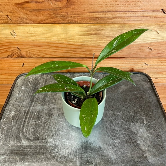 Hoya Pubicalyx, 2" Plant, The Plant Farm