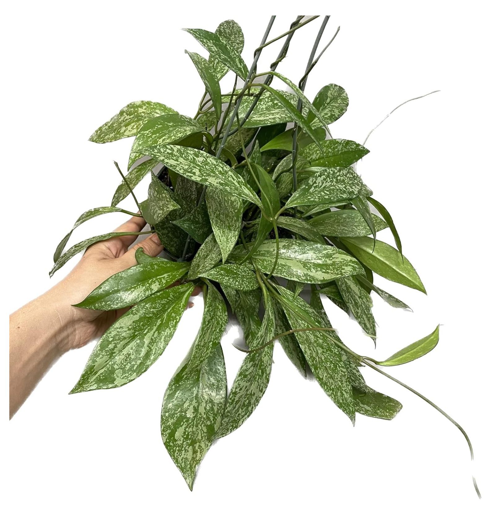 Hoya Publicalyx Red Button Hoya Plant Air Purifying Plant Pet