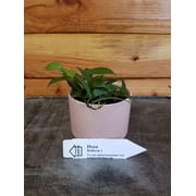 Hoya Rebecca, 2" Plant, The Plant Farm