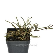 Hoya Retusa, Wax Plant, Grass Leafed Hoya - Pot Size: 3" (2.6x3.5") - Houseplants, Plants