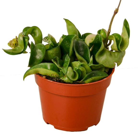 Hoya Rope Live Plant for Indoor | Different Houseplants in 4'' & 6'' Pot | Real House Plant for Living Room, Office, Desk & Bathroom | Hindu Porcelain Flower | Honey Krinkle Curl